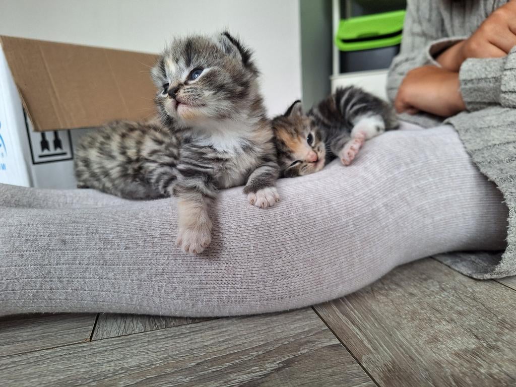 Kittens van kruising Boskat en Europese korthaar, Dieren en Toebehoren, Katten en Kittens | Overige Katten, Meerdere dieren
