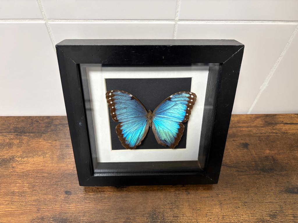 Geprepareerde vlinder in een 3d lijst, Verzamelen, Ophalen of Verzenden, Insect, Opgezet dier