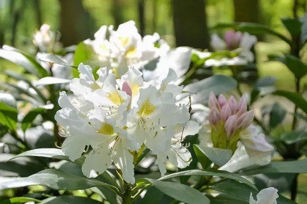 Rhododendron Cunningham's White (SUPER SCHERPE PRIJS!) €6,50, Overige soorten, Vaste plant, Ophalen of Verzenden, Halfschaduw