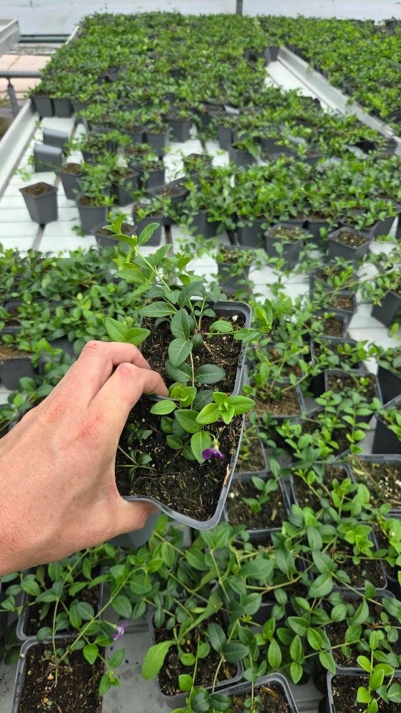 Vinca minor Atrop - paarse maagdenpalm - prachtig, Ophalen of Verzenden, Vaste plant, Bodembedekkers, Volle zon