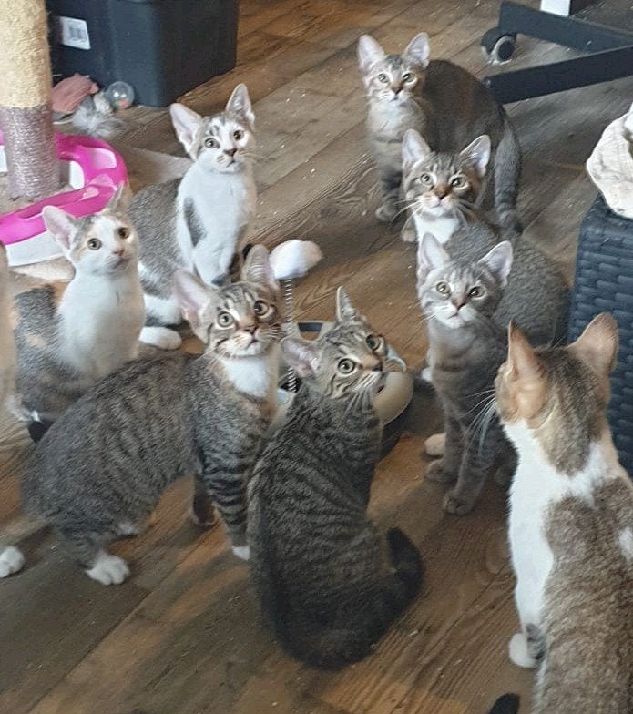 Kittens zoeken baasje, Dieren en Toebehoren, Katten en Kittens | Raskatten | Korthaar, Meerdere dieren, Ontwormd, 0 tot 2 jaar