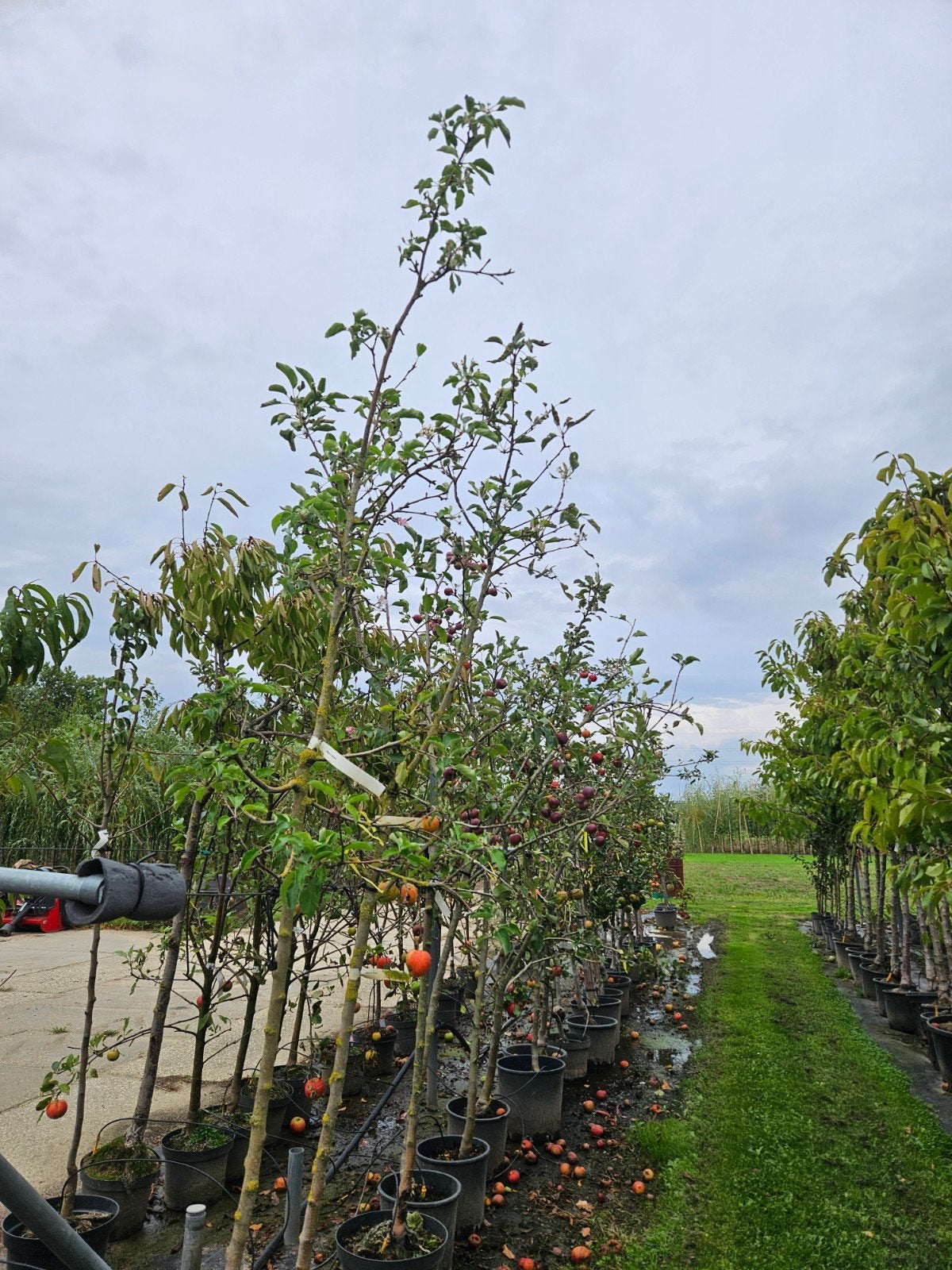 bomenopruiming. Diverse fruitbomen laagstam halfstam appel, Halfschaduw, Overige soorten, Lente, 100 tot 250 cm