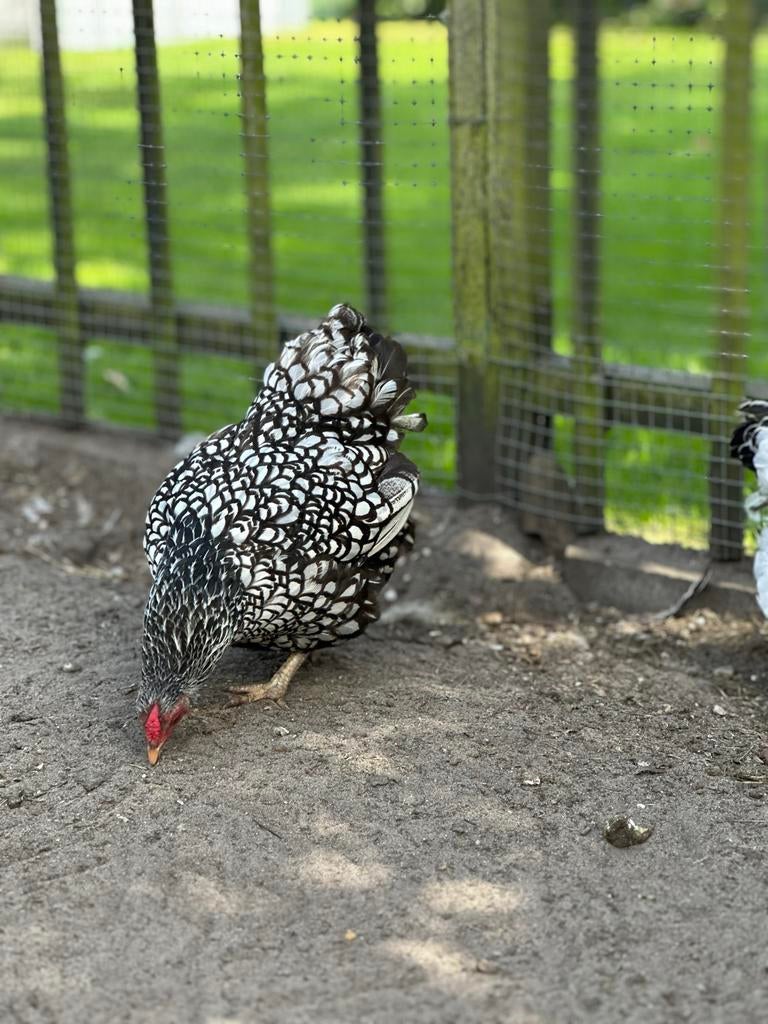 Wyandotte kriel eieren, Dieren en Toebehoren, Pluimvee, Geslacht onbekend, Kip