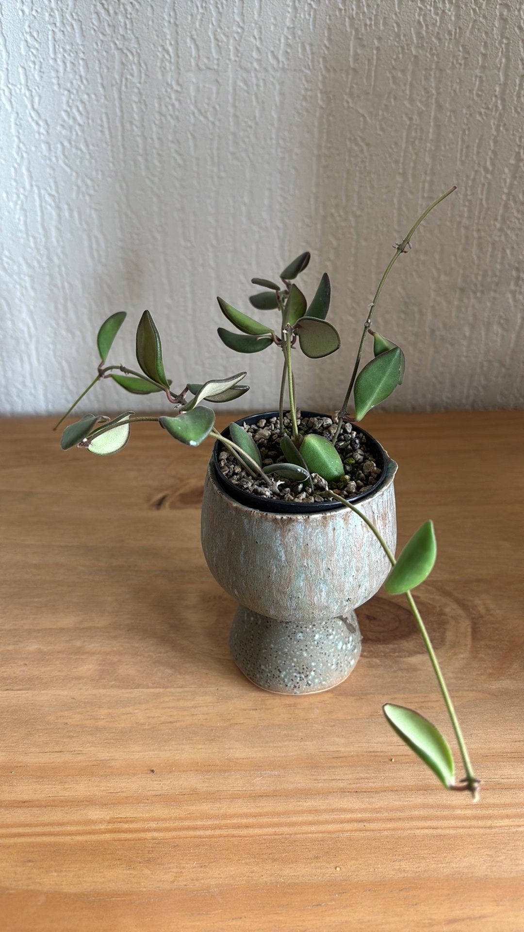 Hoya Burtoniae Sp. Aff, Huis en Inrichting, Ophalen of Verzenden, Halfschaduw, Minder dan 100 cm