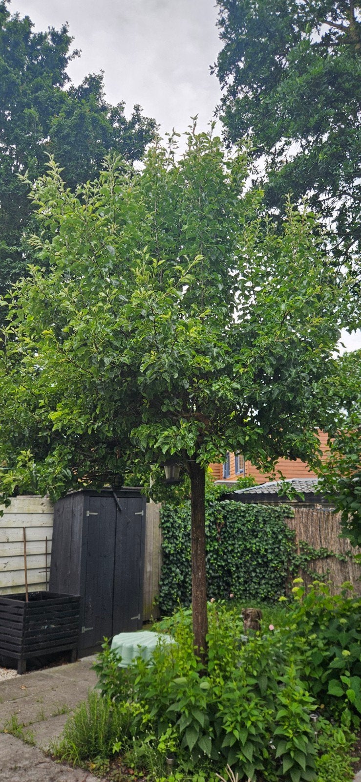 Mooie perenboom, Tuin en Terras, Planten | Bomen, Overige soorten, Lente, 250 tot 400 cm, Ophalen