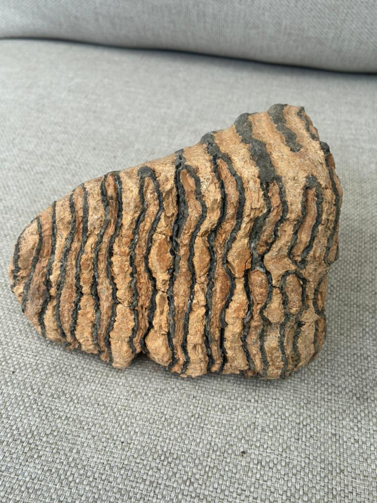 Mammoet kkes - Fossiel., Verzamelen, Mineralen en Fossielen, Ophalen of Verzenden, Fossiel