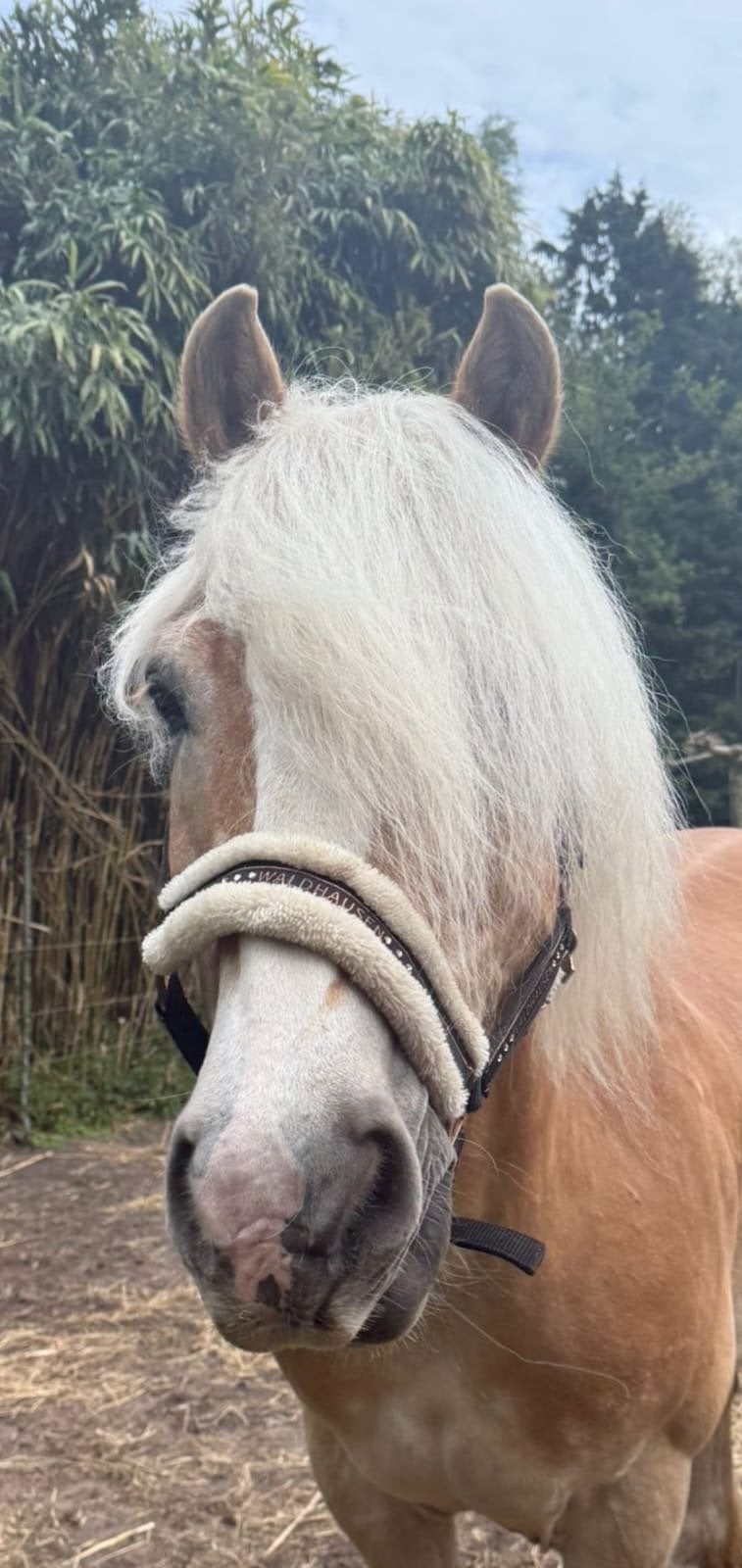 Knappe stoere sterke haflinger te koop