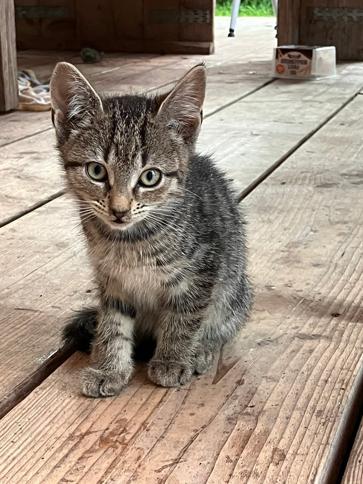 Boerderij kittens, Meerdere dieren, Kortharig, 0 tot 2 jaar