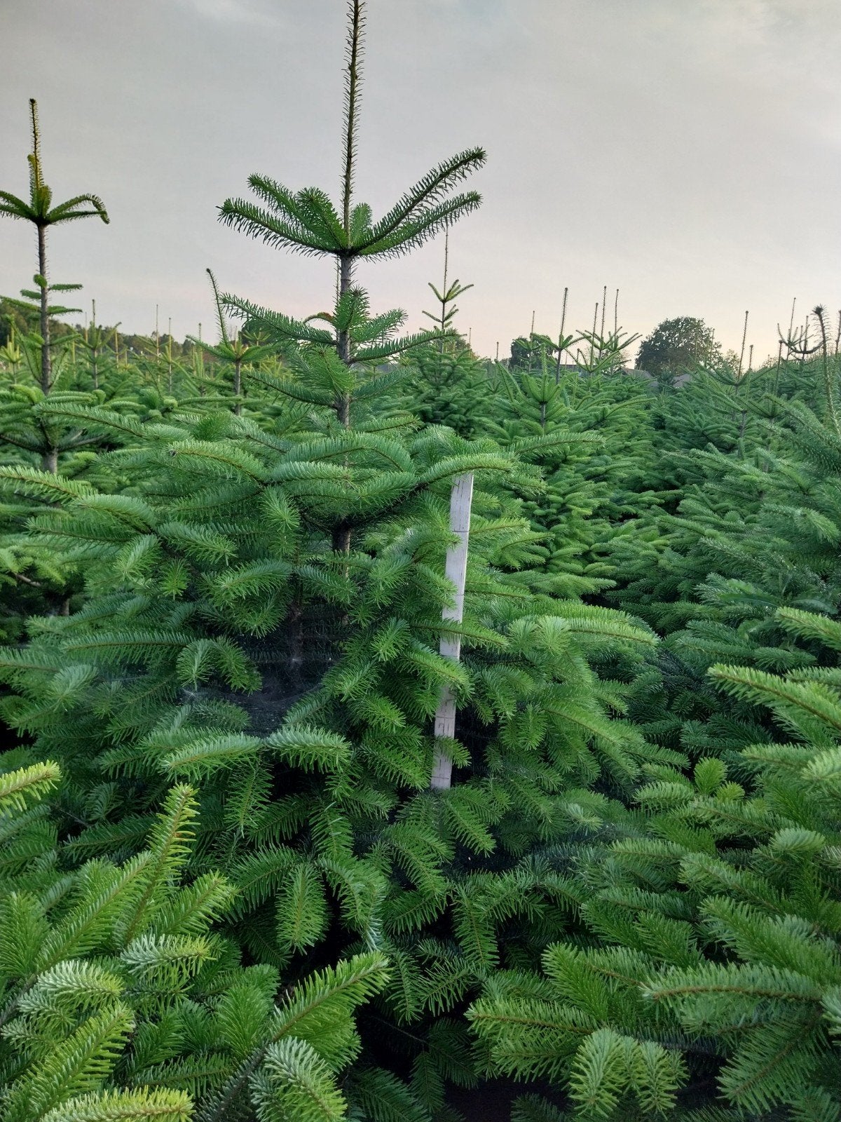 Nordmann kerstbomen, Tuin en Terras, Ophalen, Zomer, Volle zon, Overige soorten