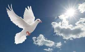 WITTE DUIVEN............., Vrouwelijk, Kip