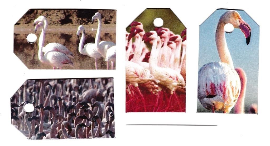 0348) flamingo labeltjes, Verzamelen, Dierenverzamelingen, Ophalen of Verzenden, Zo goed als nieuw, Overige typen