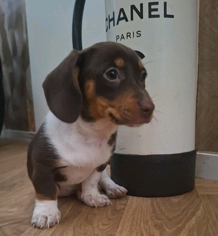 Choco tan piebald dwerg teckel teefje, Dieren en Toebehoren, Honden | Teckels en Dashonden, Teef, Korthaar, Dwerg, Particulier