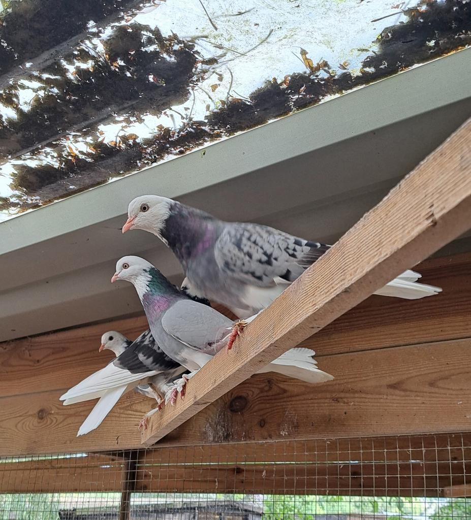 Diverse soorten sier duiven, zie advertentie., Meerdere dieren, Overige soorten