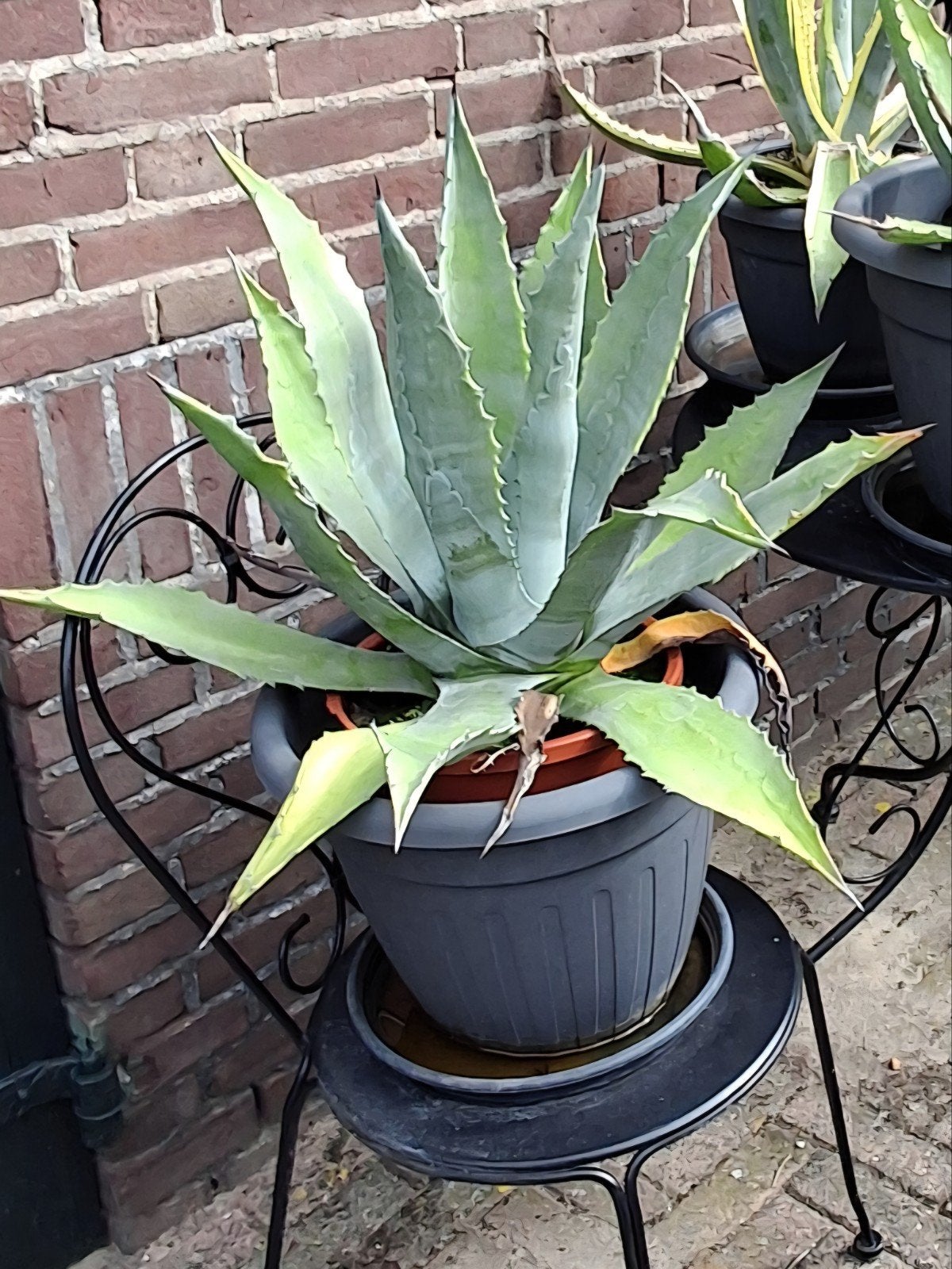 Mooie grote AGAVE planten (3 stuks), Tuin en Terras, Ophalen, Bloeit niet, Overige soorten, Volle zon