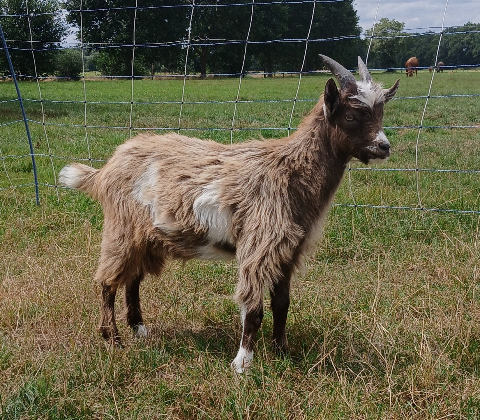 mooie jonge landgeiten dekbok, Dieren en Toebehoren, Schapen, Geiten en Varkens, Mannelijk, Geit, 0 tot 2 jaar