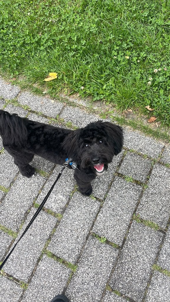 Dek reu, Dieren en Toebehoren, Honden | Dekreuen, 15 weken tot 1 jaar, Reu, Parvo, Eén hond