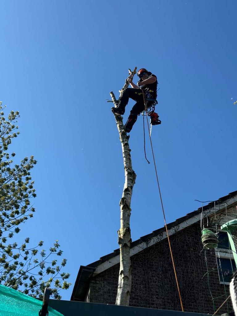 Bomen zager / boomverzorger., Tuinonderhoud of Snoeiwerk