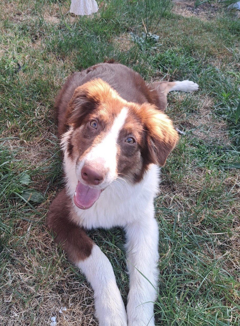 Lieve tri choc Australische herder reu 6mnd op boerderij, Dieren en Toebehoren, Honden | Herdershonden en Veedrijvers, België