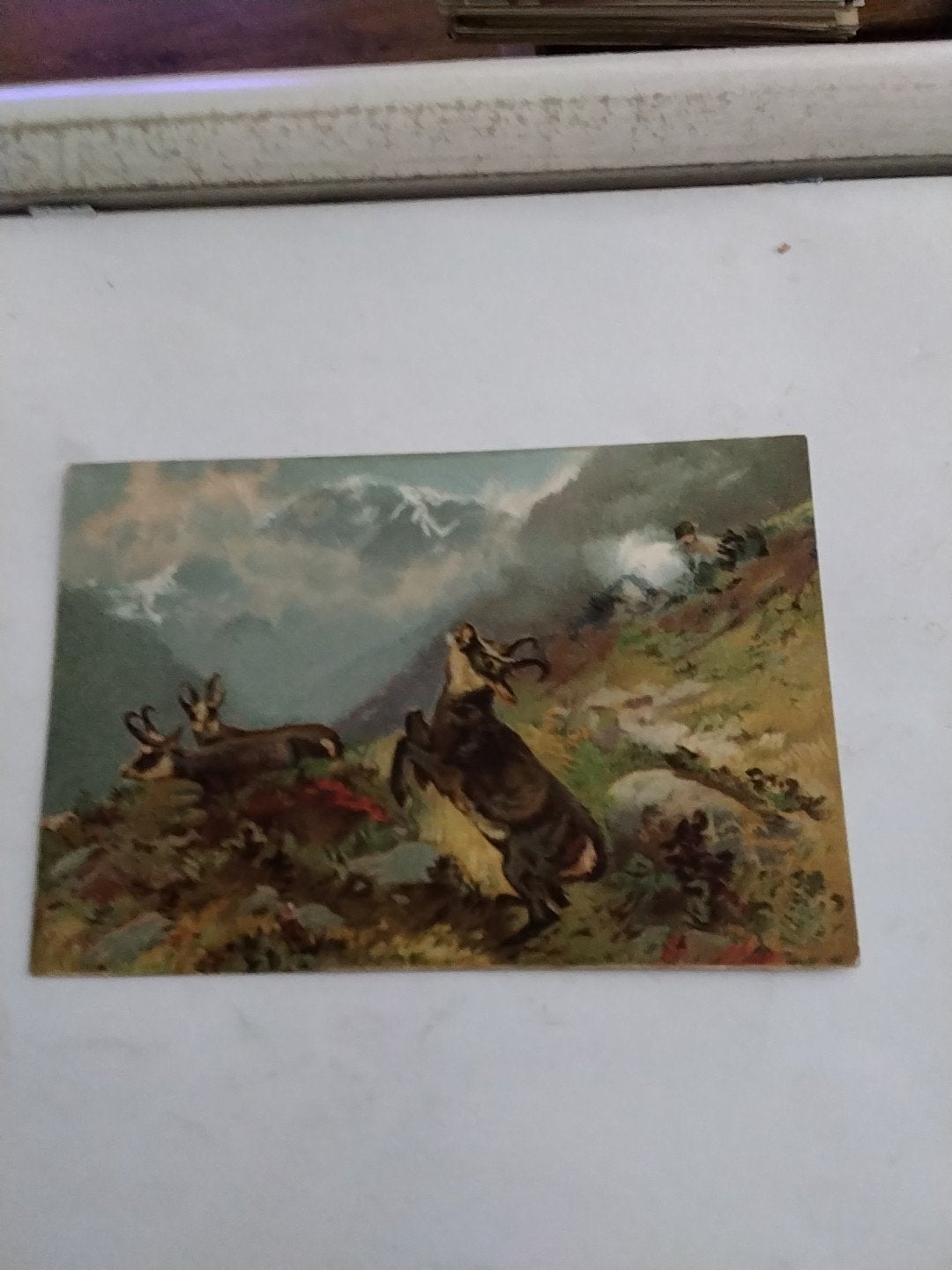 Oude ansichtkaart: Gemzen in de bergen, Verzamelen, Ophalen of Verzenden, Voor 1920, Ongelopen