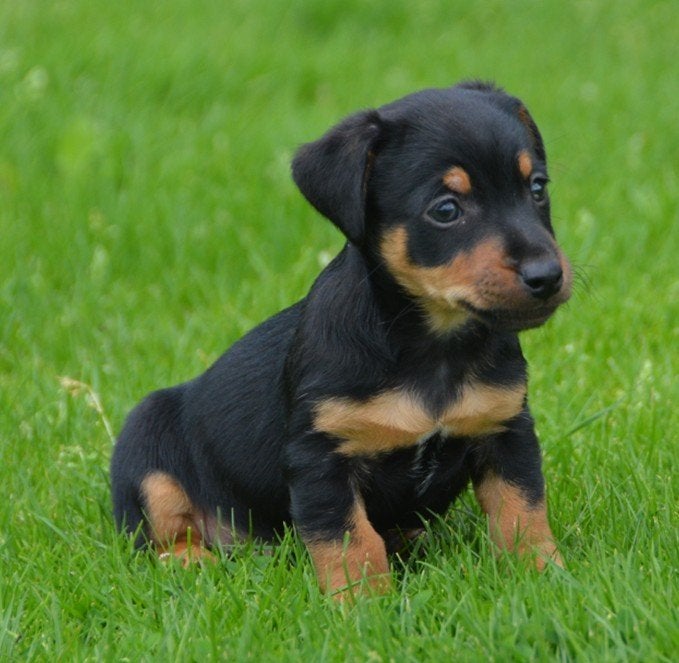 6 Jack russell pups,  zeer sociaal en vrolijk., Dieren en Toebehoren, Honden | Jack Russells en Terriërs, Parvo, Jack Russell Terriër
