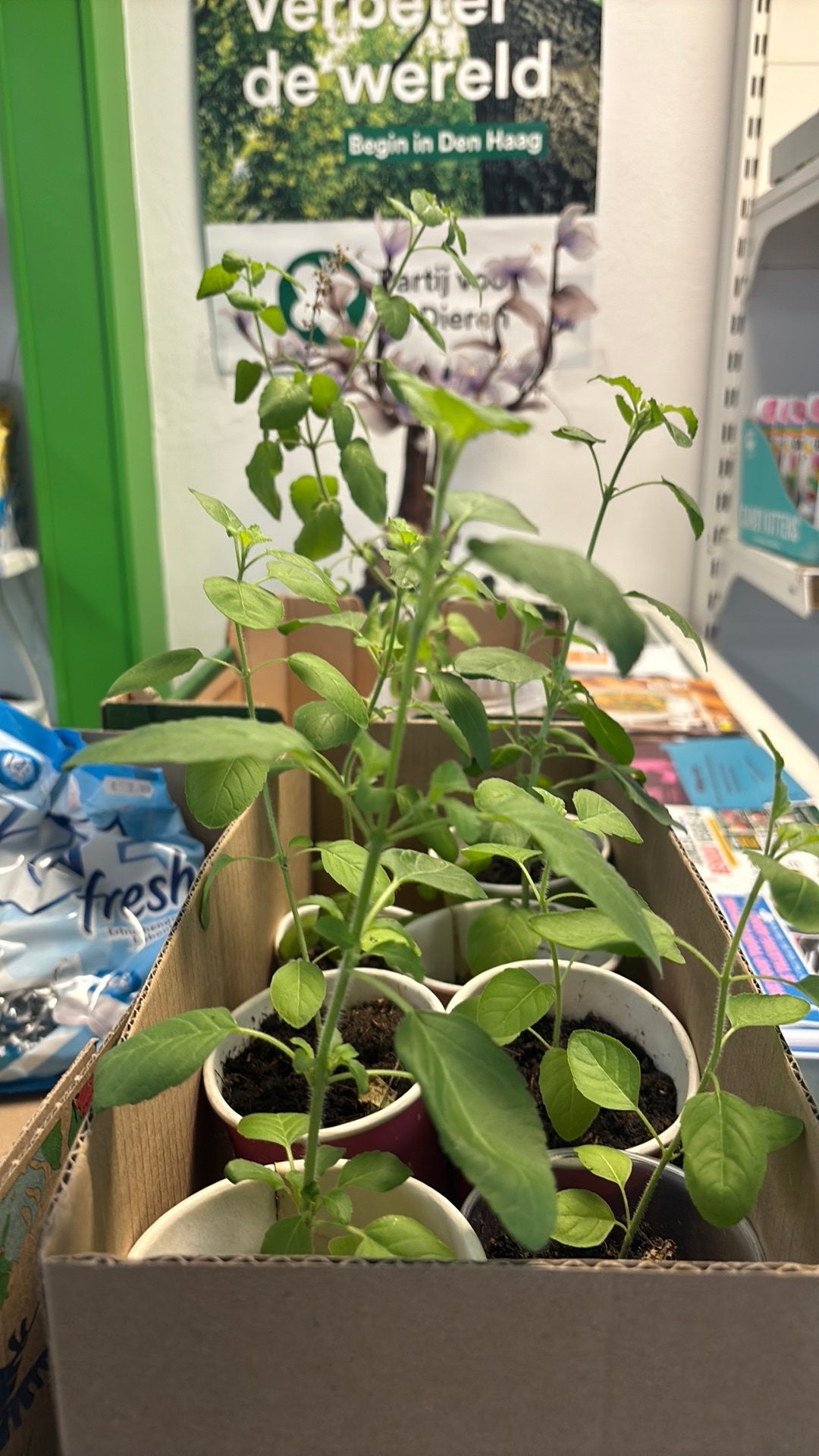 Tulsi plantjes, Ophalen, Overige soorten, Halfschaduw, Minder dan 100 cm