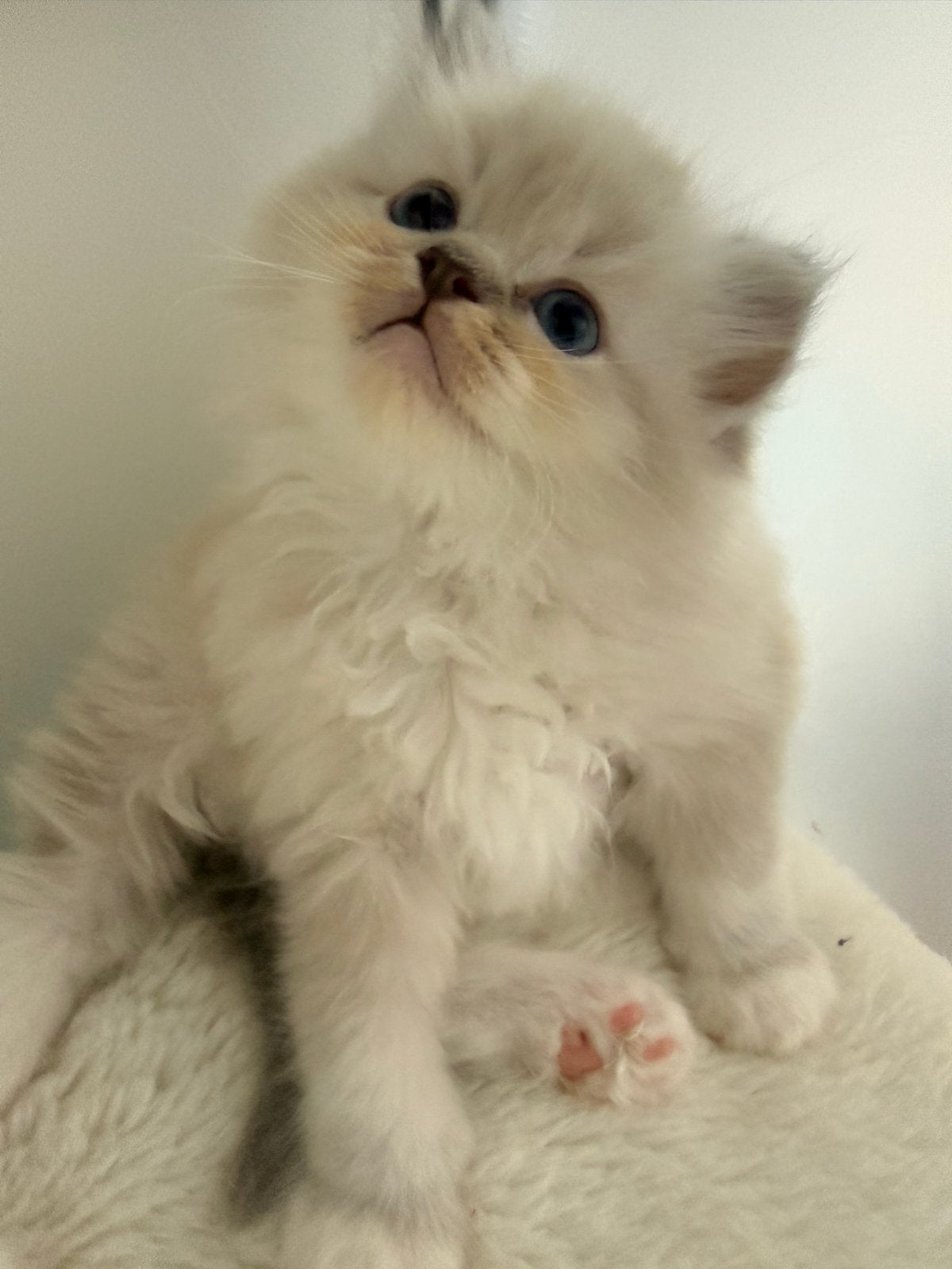 Raszuivere Ragdoll Kittens, Dieren en Toebehoren, Meerdere dieren, Langharig, 0 tot 2 jaar