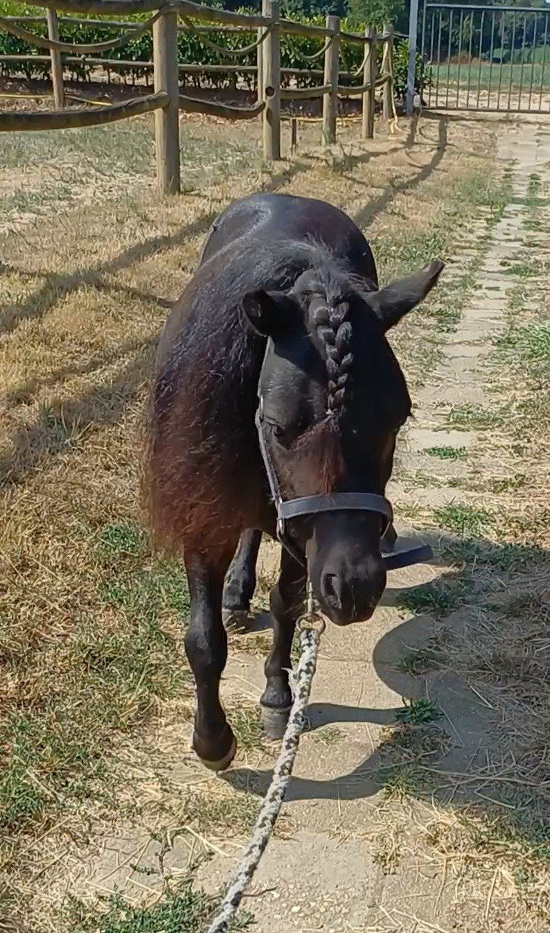 Foto 7 van 2 brave shetlander ruintjes! 🩵🩵 2 jaar oud
