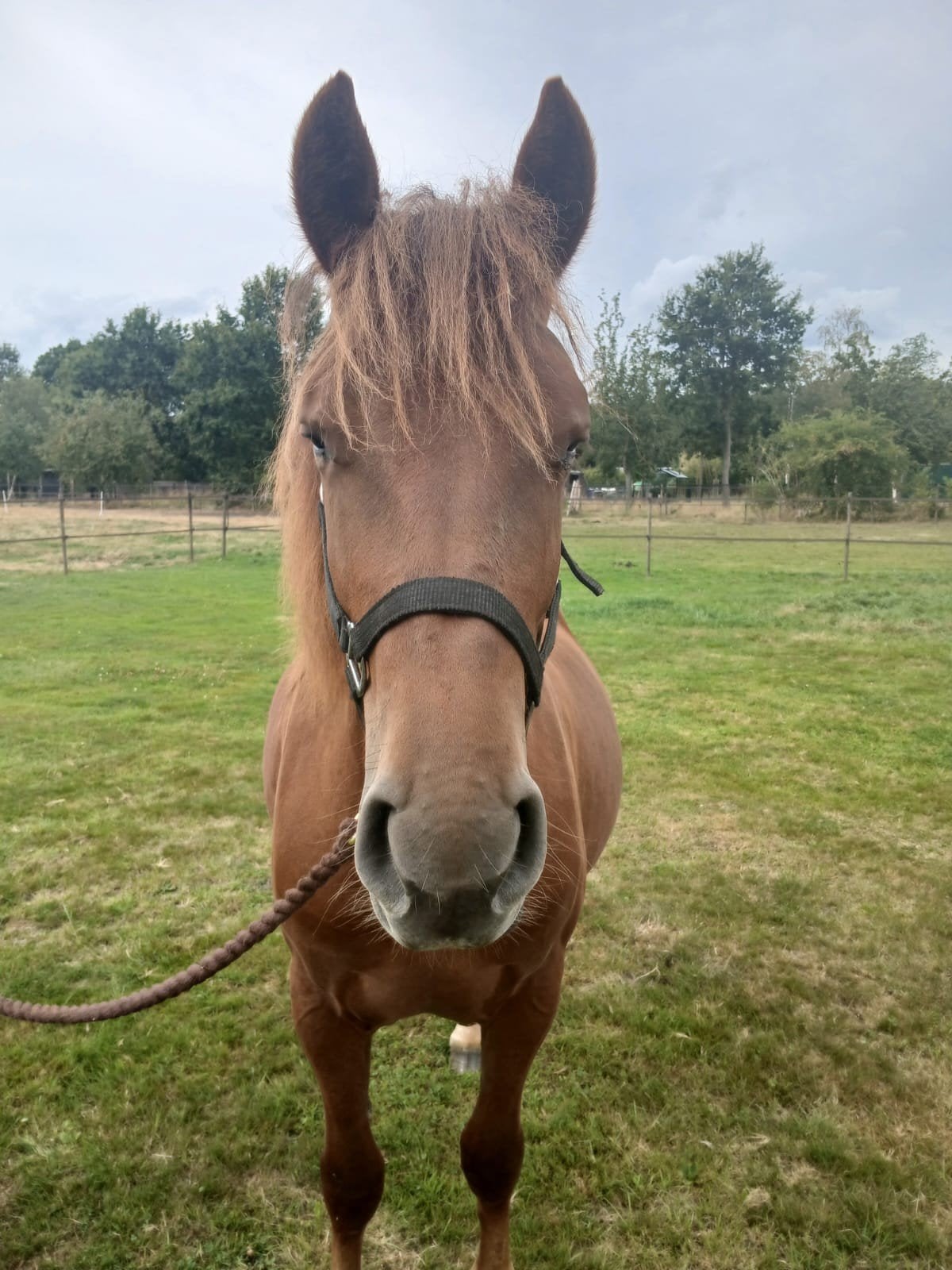 lieve jaarling merrie, Dieren en Toebehoren, Paarden, Merrie, Onbeleerd, Minder dan 160 cm, 0 tot 2 jaar