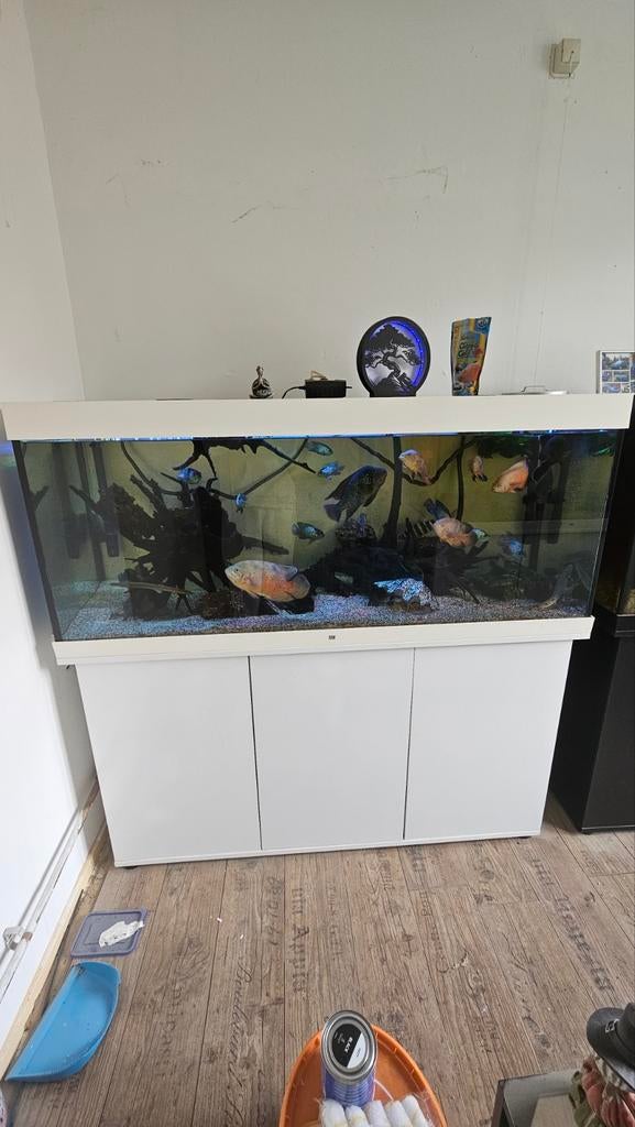 Juwel Rio450  compleet, Ophalen, Gebruikt, Inclusief vissen, Gevuld zoetwateraquarium