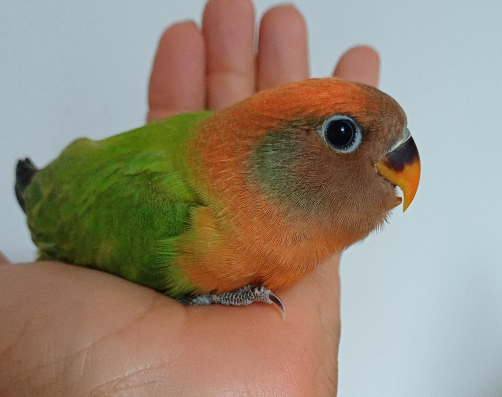 Mooi agapornissen in Cuijk, Dieren en Toebehoren, Geslacht onbekend, Dwergpapegaai of Agapornis, Tam