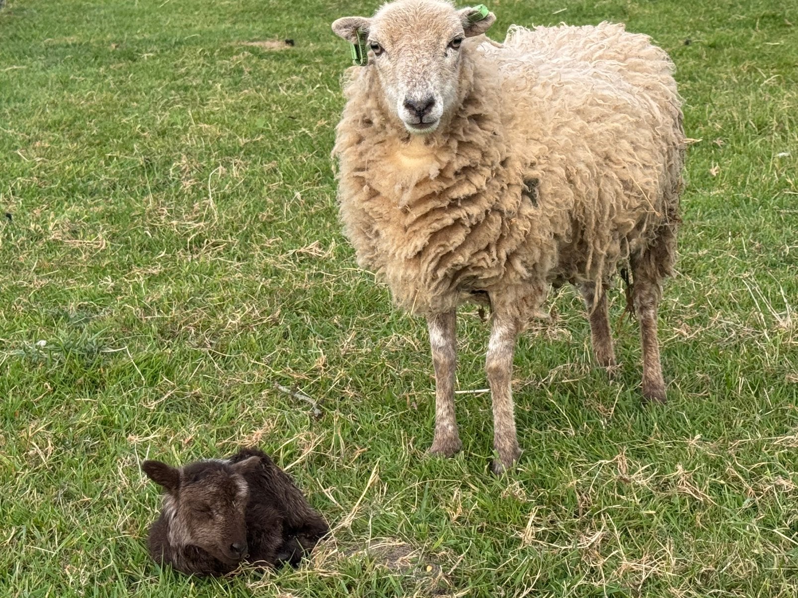3 prachtige jonge ouessant ooitjes, Dieren en Toebehoren, Schapen, Geiten en Varkens, Vrouwelijk, Schaap
