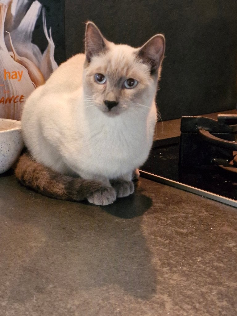 blauwe rus colorpoint kittens, Dieren en Toebehoren, Meerdere dieren, Gechipt, 0 tot 2 jaar