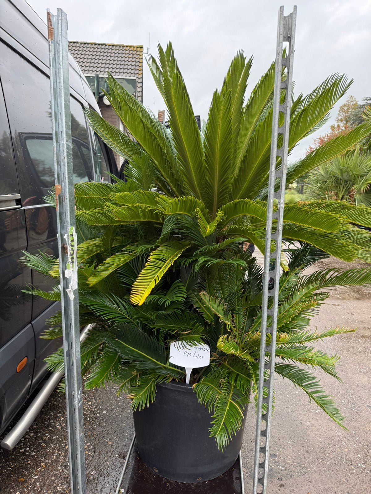 Cuscas revoluta zeer grote plant uniek item prijs, Volle zon, Vaste plant, Bloeit niet, Ophalen