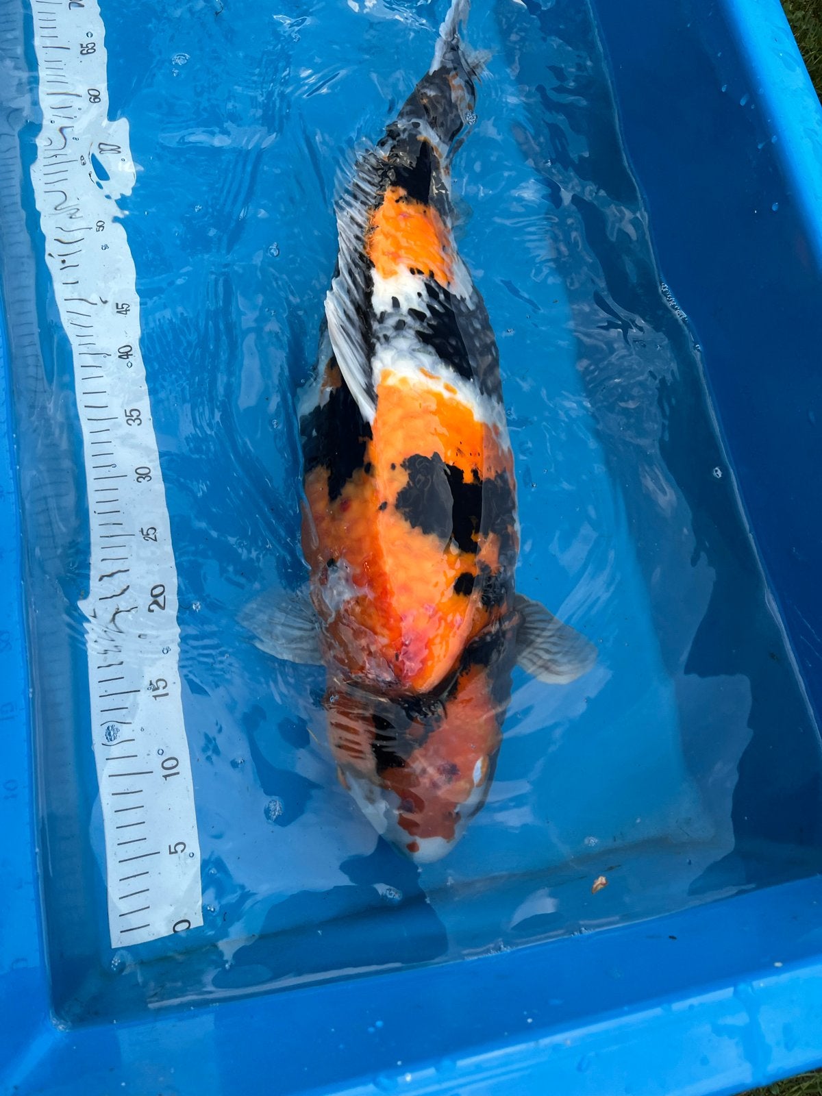 Leuke koi showa 67cm kweker hirasawa, Karper of Koi