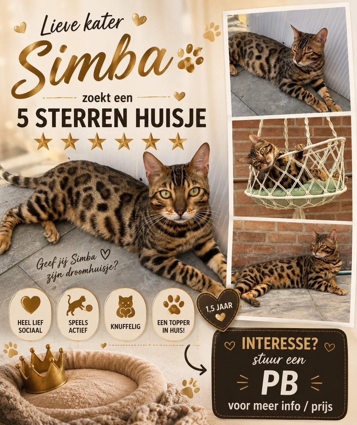 Onze lieve simba zoekt een 5-sterren huisje, Dieren en Toebehoren, Kater, Kortharig, 0 tot 2 jaar