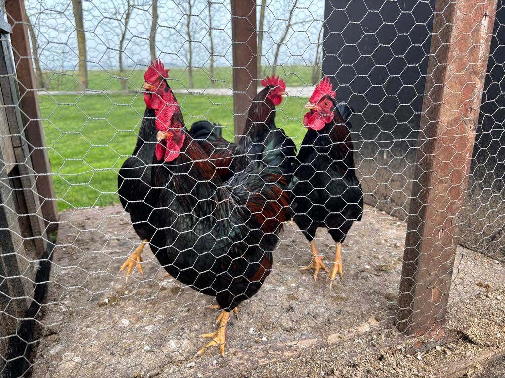 Barneveld hanen, Dieren en Toebehoren, Mannelijk, Kip