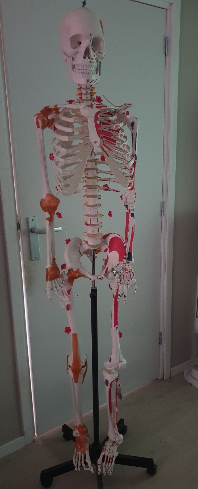 Anatomisch skeletmodel met spieraanhechtingen, Ophalen, Zo goed als nieuw