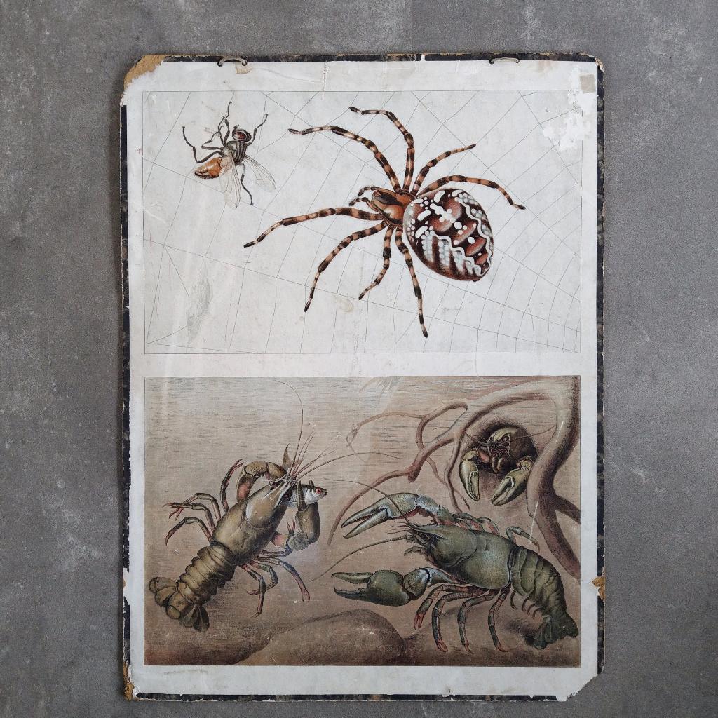 Schoolplaat ‘Spinne und Krebs’ – spin en rivierkreeft 1912, Ophalen of Verzenden, Natuur en Biologie
