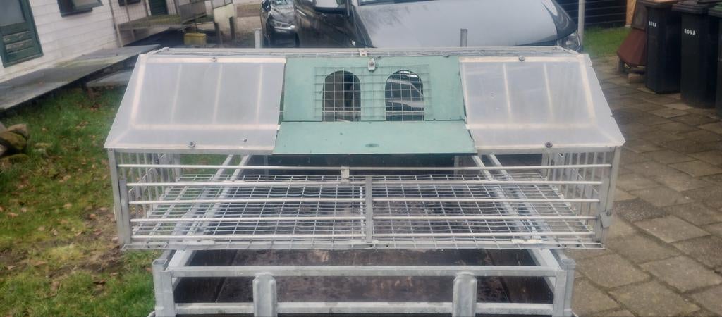 Spoetnik duiven, Dieren en Toebehoren, Vogels | Duiven, Meerdere dieren, Postduif