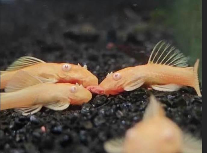 L144 albino (algeneters), Dieren en Toebehoren, Vissen | Aquariumvissen, Vis
