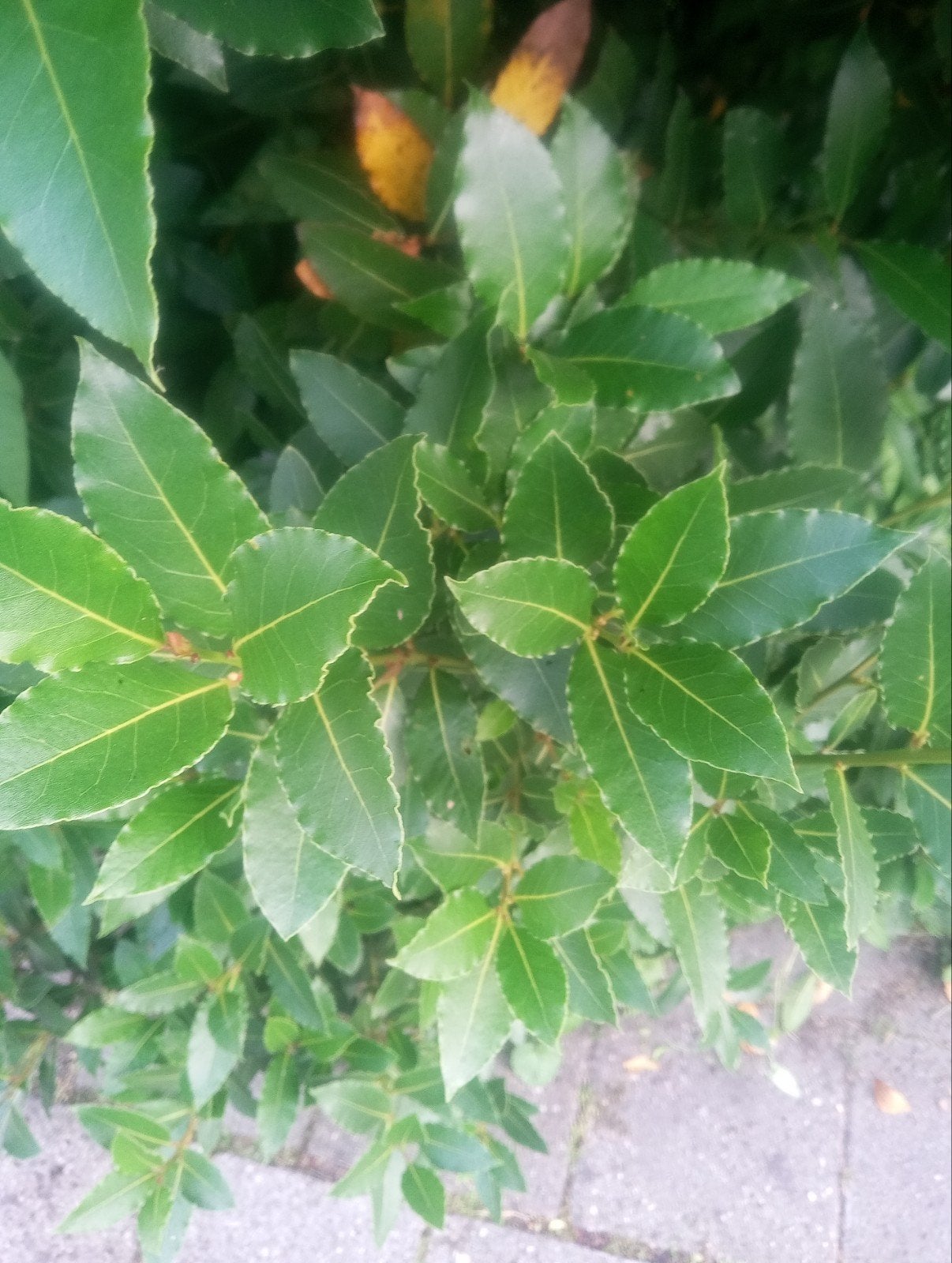 Verse biologische laurus nobilis blad, Ophalen of Verzenden