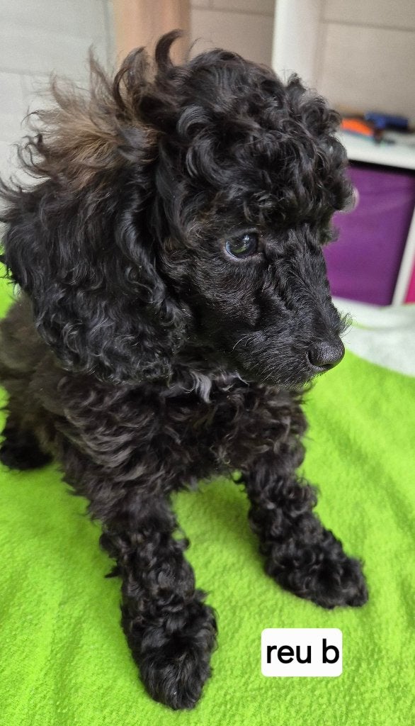 Schitterende dwergpoedel pups, Dieren en Toebehoren, Poedel, Parvo, 8 tot 15 weken, Meerdere