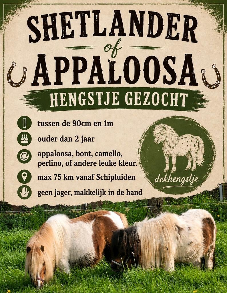 Gezocht: Shetlander of Appaloosa hengstje, Dieren en Toebehoren, Gechipt, Hengst, A pony (tot 1.17m), 3 tot 6 jaar