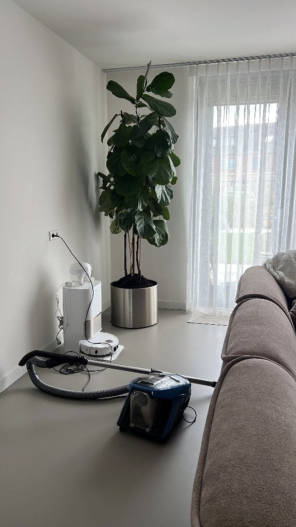 Grote Ficus Lyrata (Tabaksplant Vioolbladplant), Ophalen, Ficus, 200 cm of meer, Halfschaduw