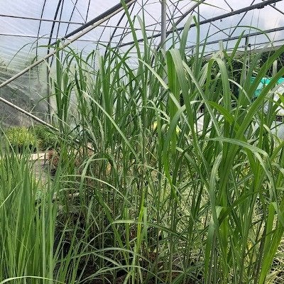 Olifanten gras, Miscanthus x giganteus, olifantsgras, Vaste plant, Siergrassen
