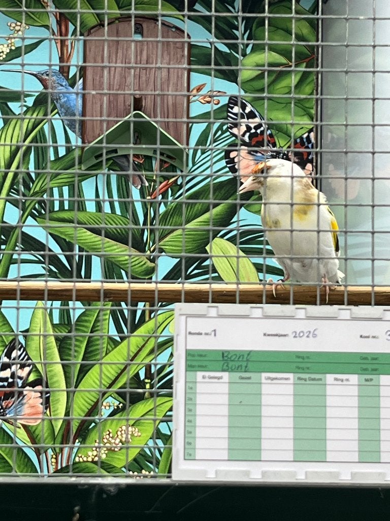 Major bonten, Meerdere dieren, Bastaard