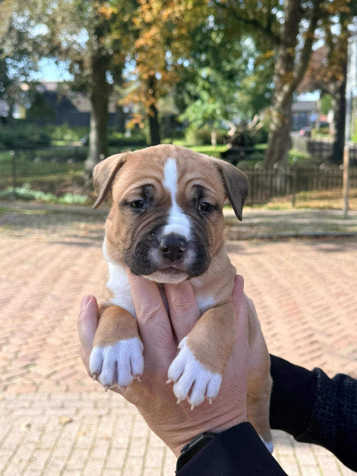 American Staffordshire Terriër pups met FCI stamboom, Dieren en Toebehoren, Reu, 8 tot 15 weken, American Staffordshire Terriër