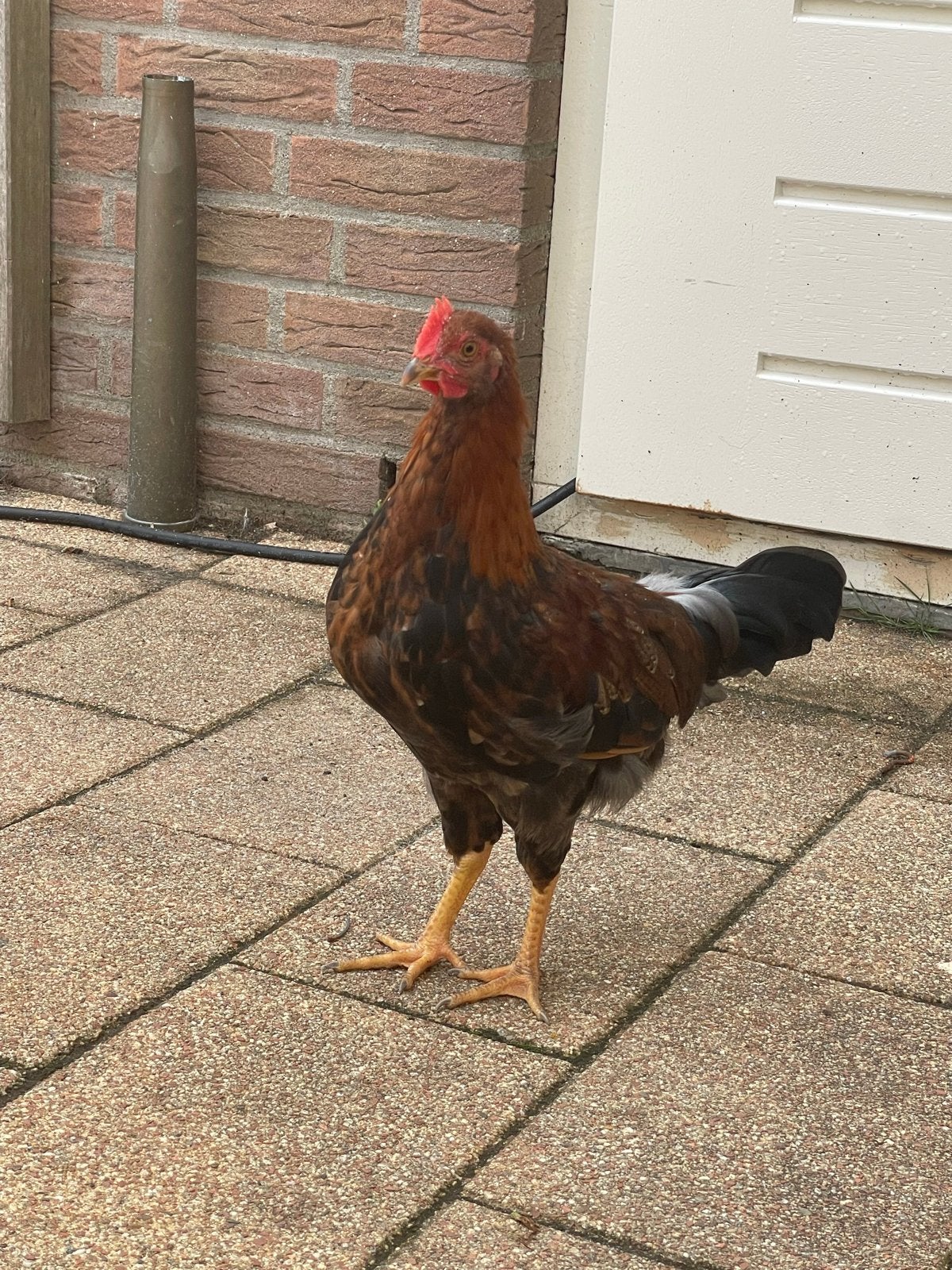 Prachtige haan gratis af te halen, Dieren en Toebehoren, Mannelijk, Kip