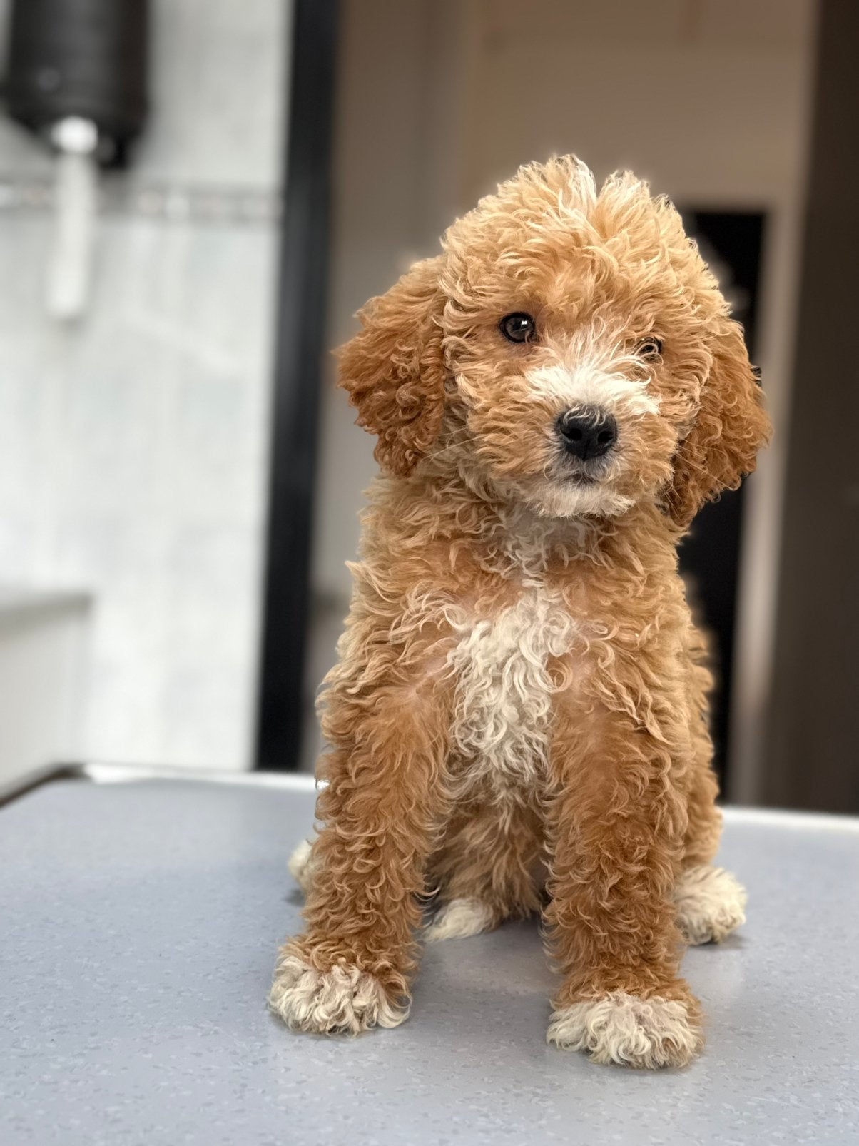 Prachtige medium labradoodle pups mogen het nest verlaten ️, Dieren en Toebehoren, Parvo, Overige rassen, 8 tot 15 weken, Meerdere