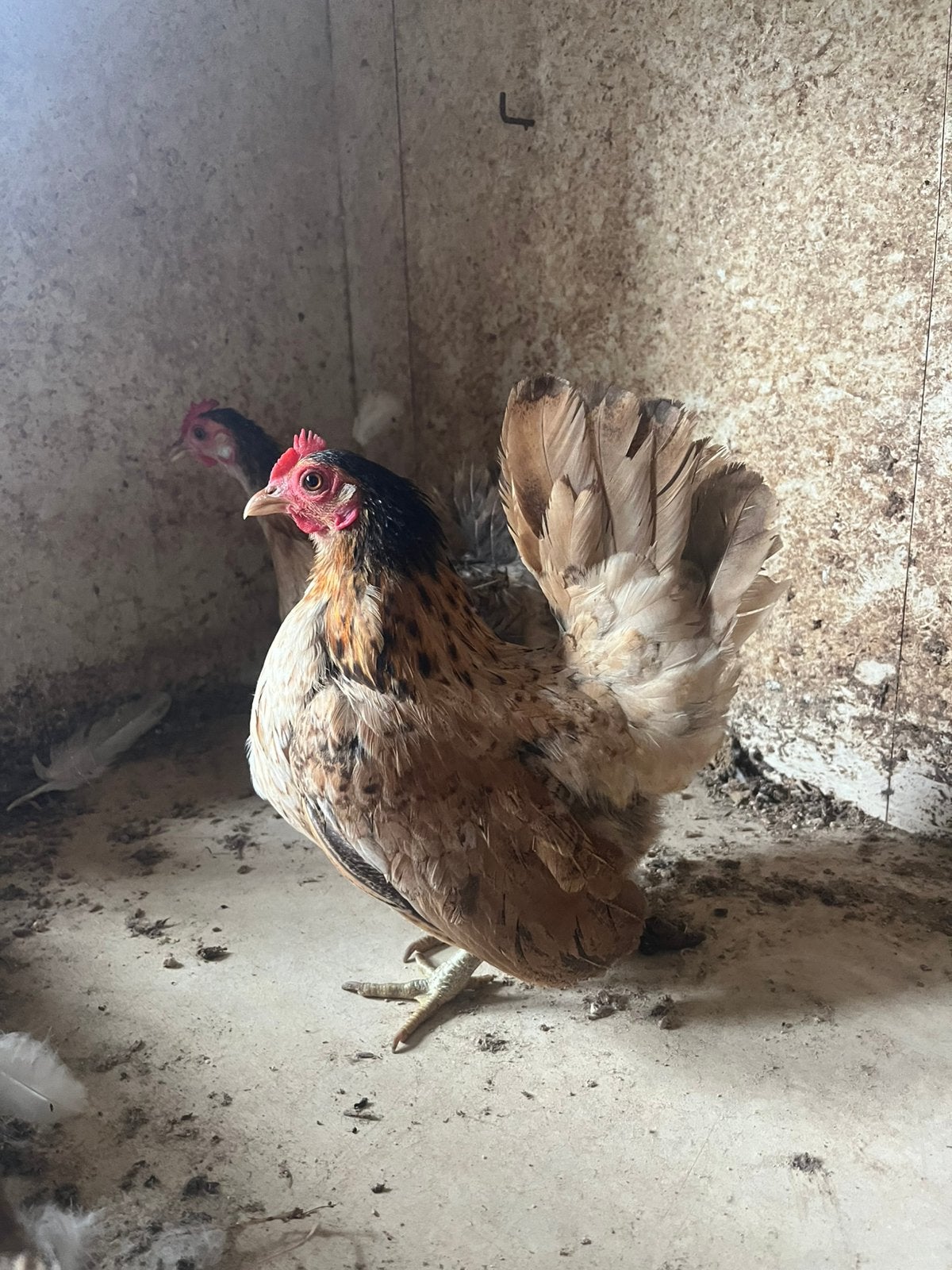 Serama kippen, Dieren en Toebehoren, Pluimvee, Vrouwelijk, Kip